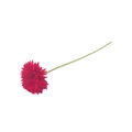 Villeroy & Boch - Artificial Flowers - sztuczny kwiat - gerbera czerwona - długość: 60 cm
