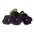 Véritable - Kwiaty Jadalne - wkład nasienny - bratki czarne - do doniczek autonomicznych