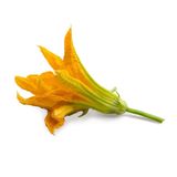 Véritable - Kwiaty Jadalne - wkład nasienny - kwiaty cukinii - do doniczek autonomicznych