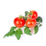 Véritable - Mini Warzywa - wkład nasienny - pomidor koktajlowy - do doniczek autonomicznych