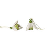 Villeroy & Boch - Mini Flower Bells - 2 zawieszki - przebiśniegi - wysokość: 5 cm